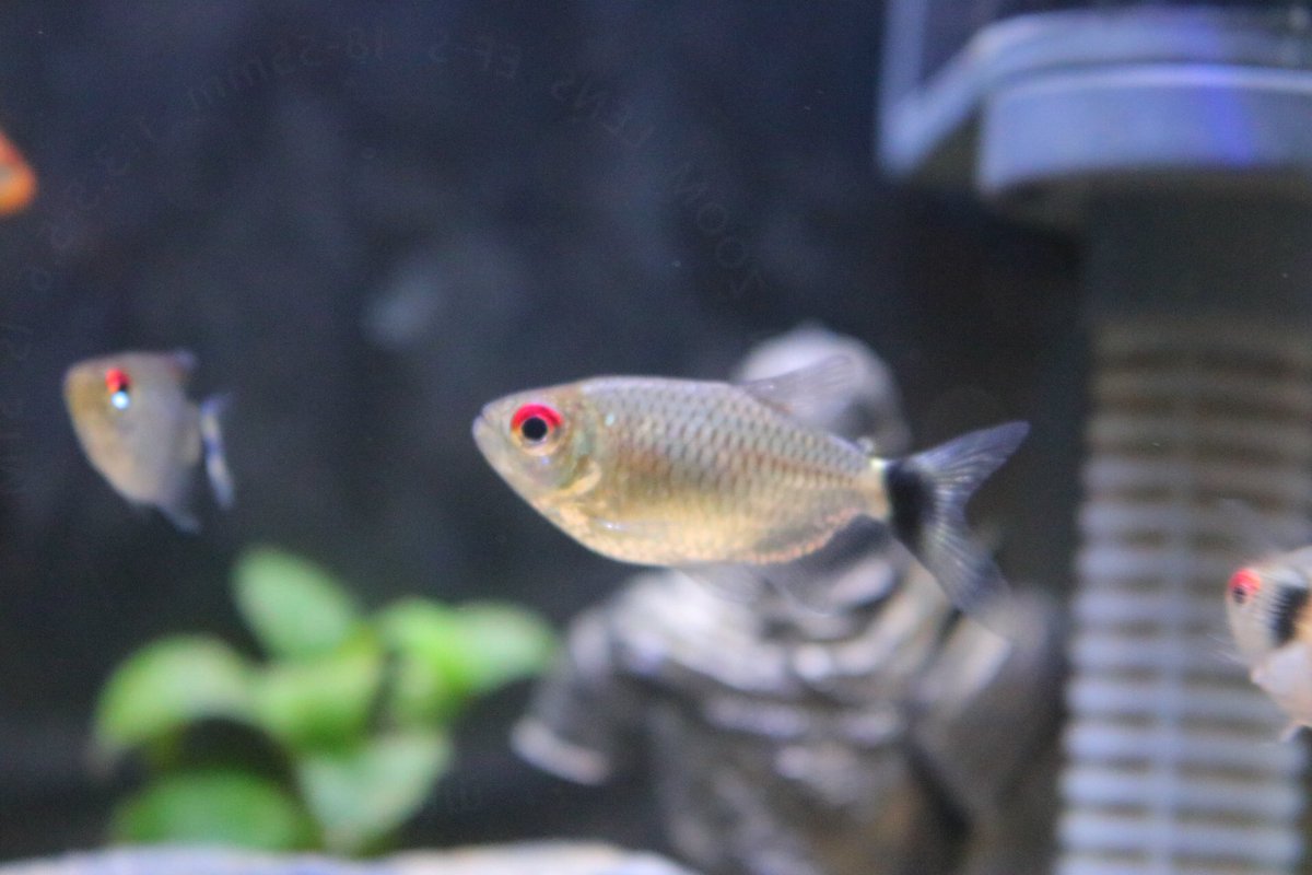 バルーンモンクホーシャ