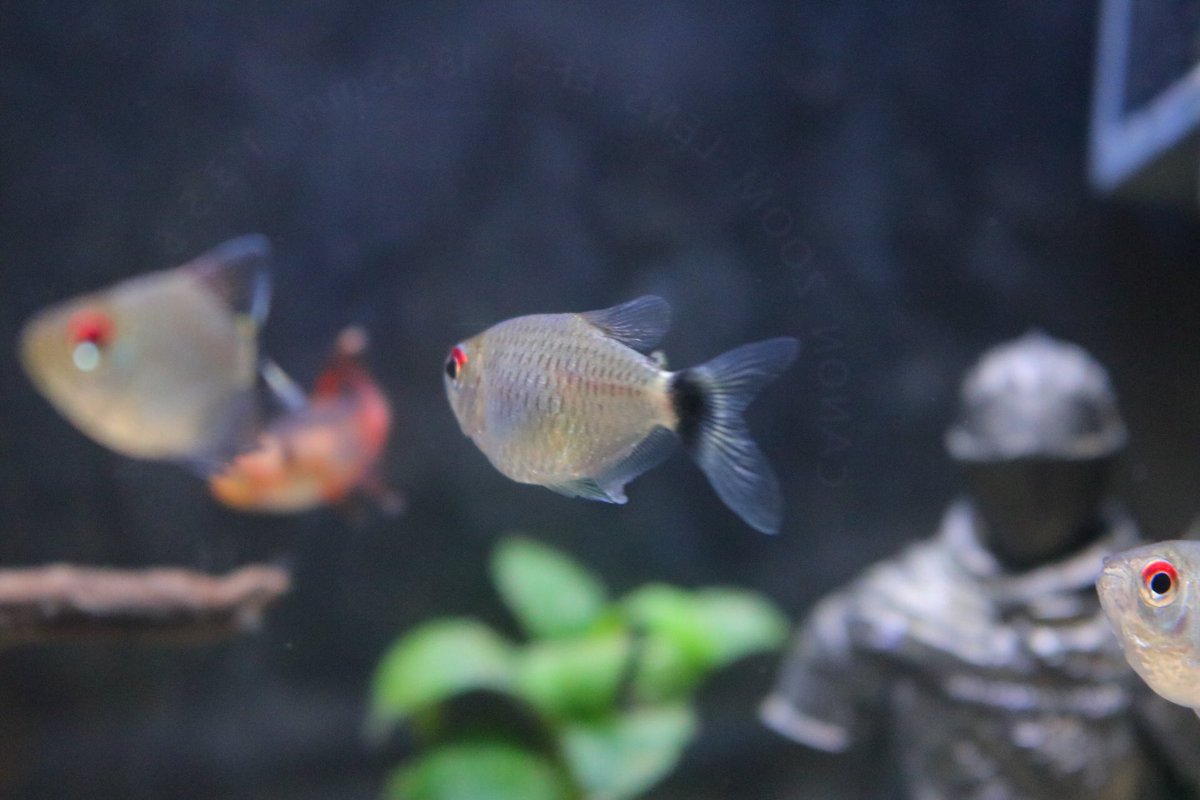 バルーンモンクホーシャ