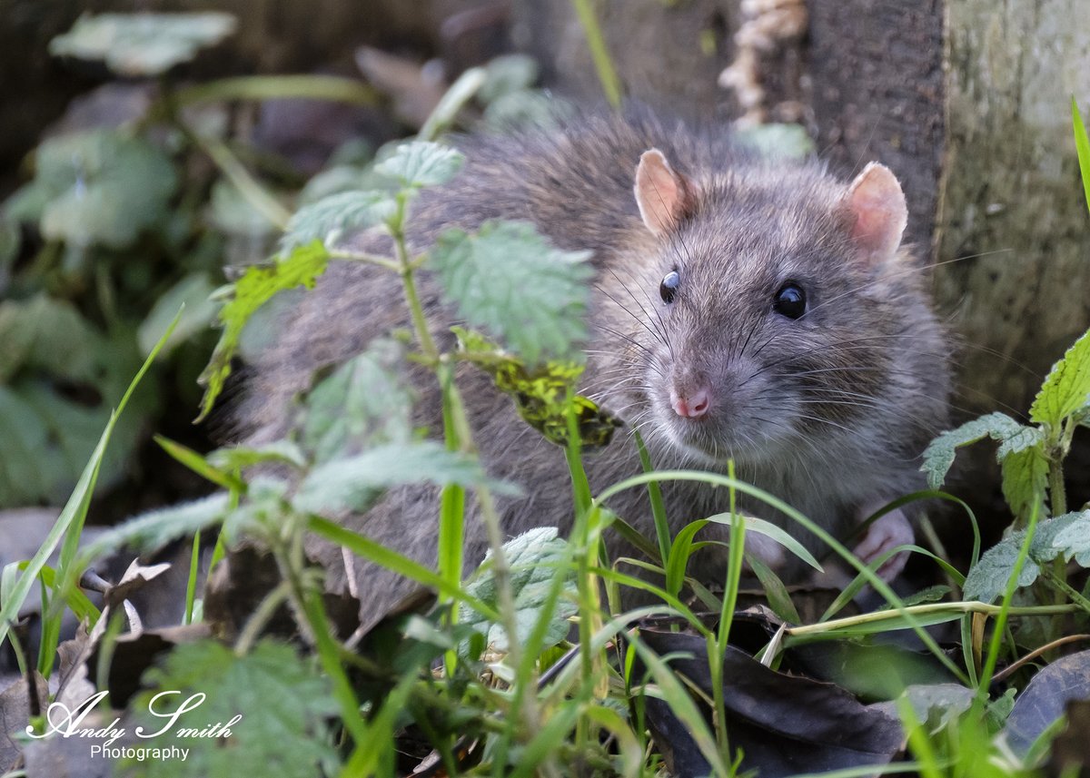 fujiman73's tweet photo. Rats foraging near the bird feeders at rutland water yesterday.#wildlifephotography #rats #nature #fujifilm #rutland #photography #winter #rutlandwater https://t.co/lwCafgHJIx