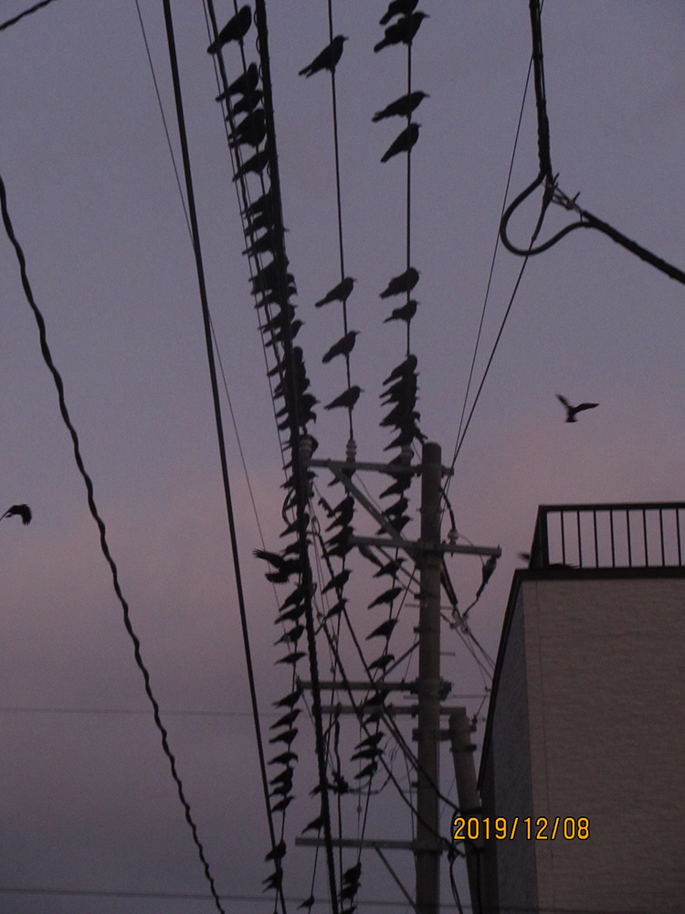 カラスがやたら電線に集まってます。
あちらこちらで落下物の音がします。 