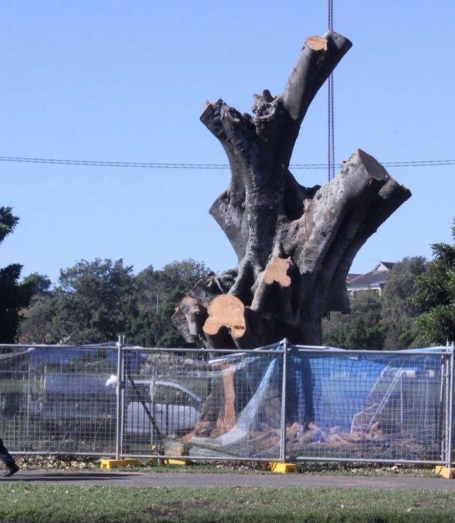 tilly64's tweet photo. @cockatoo_palm @sallymcmanus @smh NSW Govt has cut down thousands of trees, including century old trees for infrastructure projects &amp; supercede heritage protections.

City of Sydney just got approval for taller high rise - more cement/glass 

We need politicians who think differently 
#westconnex #cbdlightfail https://t.co/lHQu3J3MGa