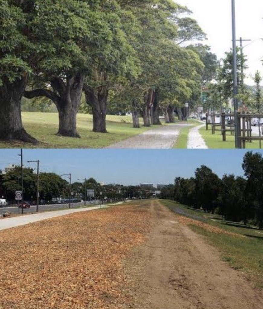 tilly64's tweet photo. @cockatoo_palm @sallymcmanus @smh NSW Govt has cut down thousands of trees, including century old trees for infrastructure projects &amp; supercede heritage protections.

City of Sydney just got approval for taller high rise - more cement/glass 

We need politicians who think differently 
#westconnex #cbdlightfail https://t.co/lHQu3J3MGa