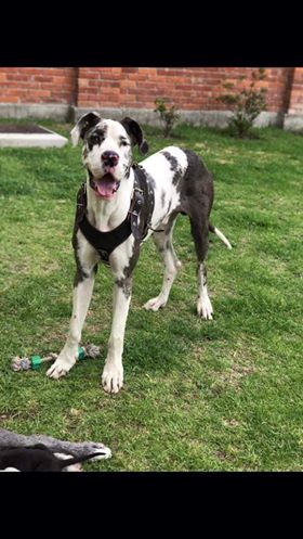 QuePocaMadre_Mx's tweet image. De nuestro inbox

Hola buenas noches, disculpa me podrian ayudar compartiendo por favor, mi perrito se extravió hoy por la tarde en la #Crespa, , responde al nombre de Doggy.
Cualquier info al número 7228928186 #Toluca #Edomex