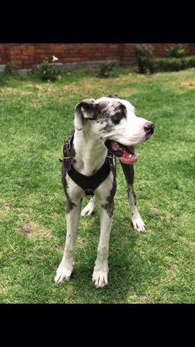 QuePocaMadre_Mx's tweet image. De nuestro inbox

Hola buenas noches, disculpa me podrian ayudar compartiendo por favor, mi perrito se extravió hoy por la tarde en la #Crespa, , responde al nombre de Doggy.
Cualquier info al número 7228928186 #Toluca #Edomex