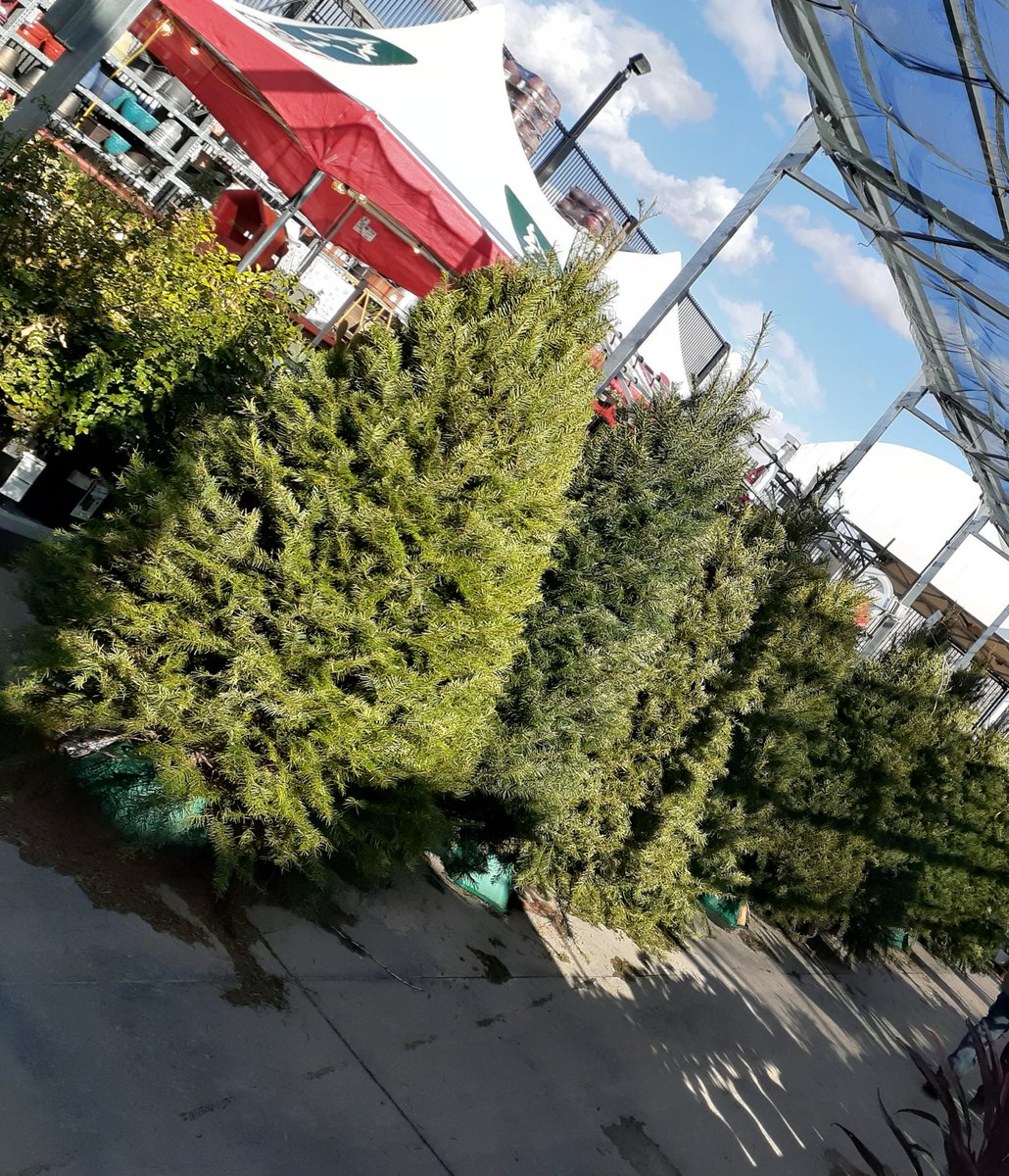 Prissy3303's tweet photo. Team #3303 Christmas ready.. we continue making families happy with their Christmas trees selections...Cookies &amp; Hot Chocolate!!.. 
@JeremyVasquez76 @thdsaltarelli @THD_Frankie @BunnyPLaforge https://t.co/siigvqk5qC