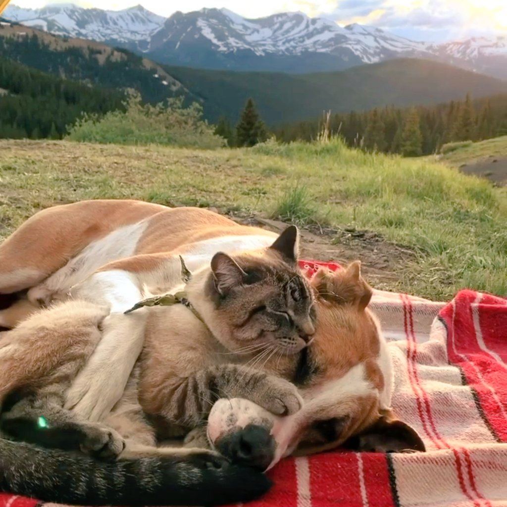 Henrythecoloradodog Hashtag On Twitter