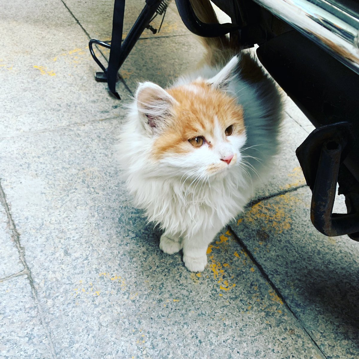 A cat at a hotel in Beijing.  We seem to have been blessed with cats until the end.

#tokyoshoegazer  #東京酒吐座 #shoegazer #shoegaze #shoegazemusic #shoegazeband #delay #reverb #indieband #indierock #rock #シューゲイザー #altanative #altanativerock #postrock #北京 #Beijing