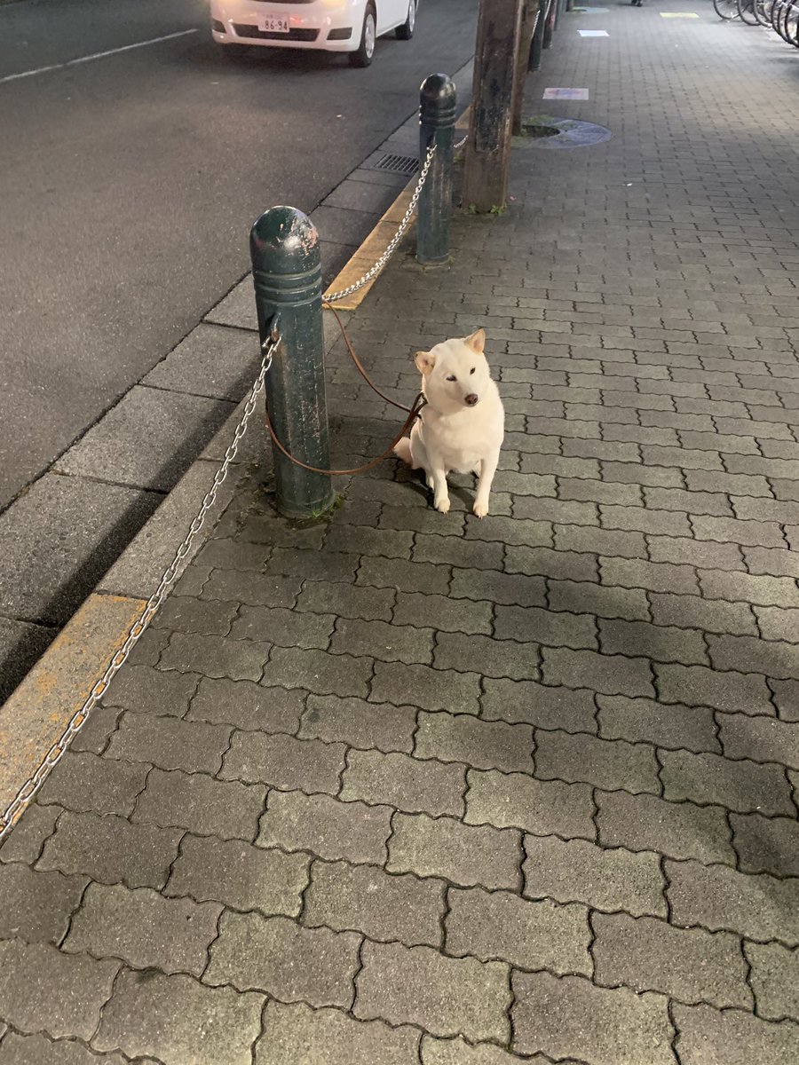 待ちぼう犬 Twitter Search