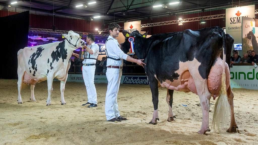 Twee honderdtonners stelen de show op HHH-show | Melkvee.nl melkvee.nl/artikel/229004…