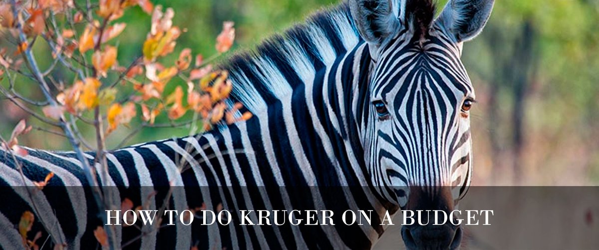 SACLMag's tweet photo. Find out how to enjoy Kruger National Park on the cheap this #LongReadSunday.
#CLtravel
https://t.co/vU6wYcwT78 https://t.co/o9c7MzjHQs