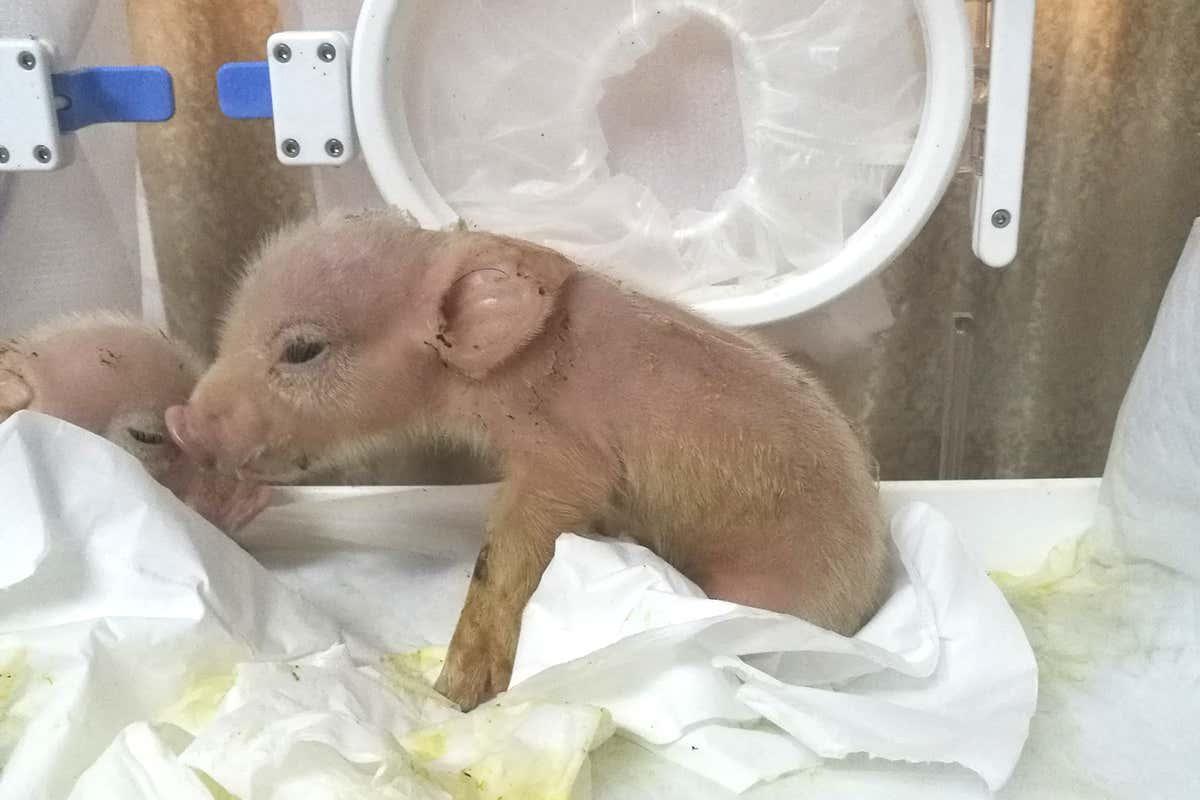 newscientist's tweet photo. Exclusive: Two pigs engineered to have monkey cells born in China https://t.co/R7mUPcQzHU https://t.co/DcTpcShNpM