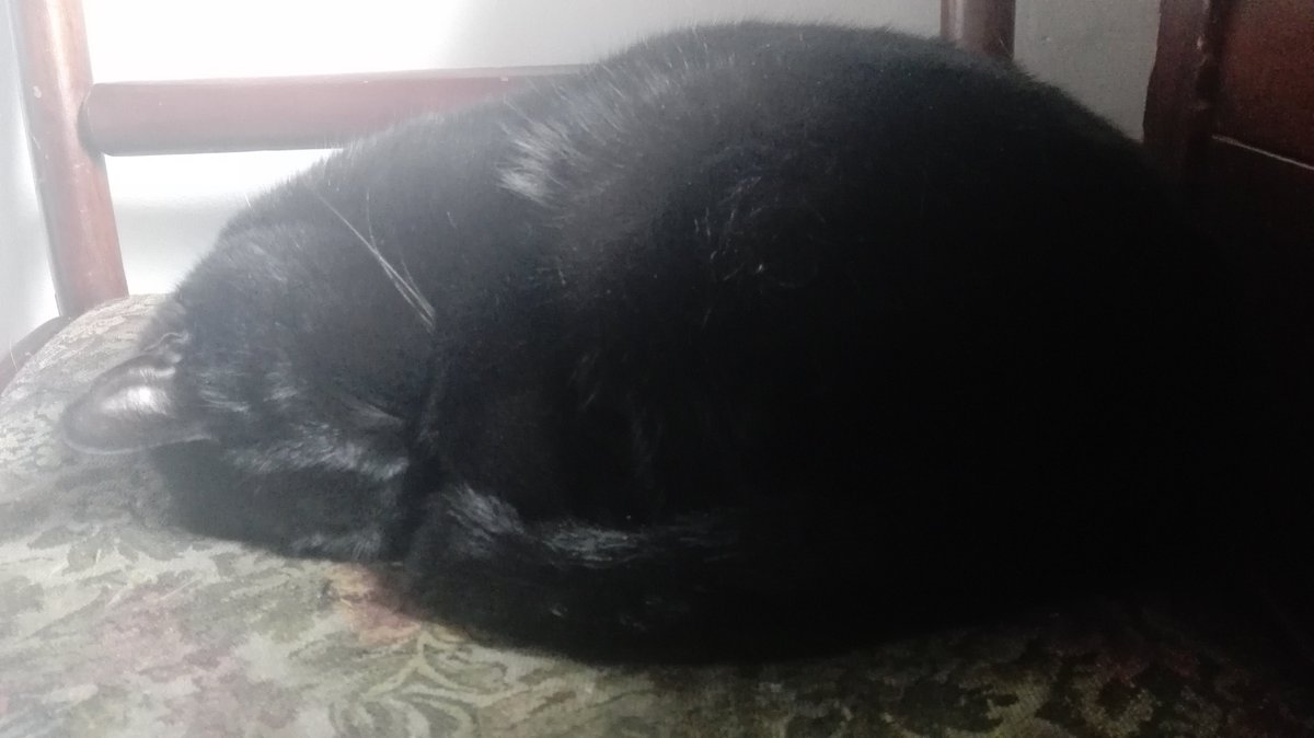 AnaIsabelSecher's tweet photo. @TheBookieTrials I have successfully completed my #WinterQuest and my beautiful #Daemony Sirius Black (picture for proof) is safely back home!!! @AG_Macdonald you couldn't beat this #Mage!!!! I read Scythe and The Queen of Nothing fo this hard journey. https://t.co/qpUMV4zMKV