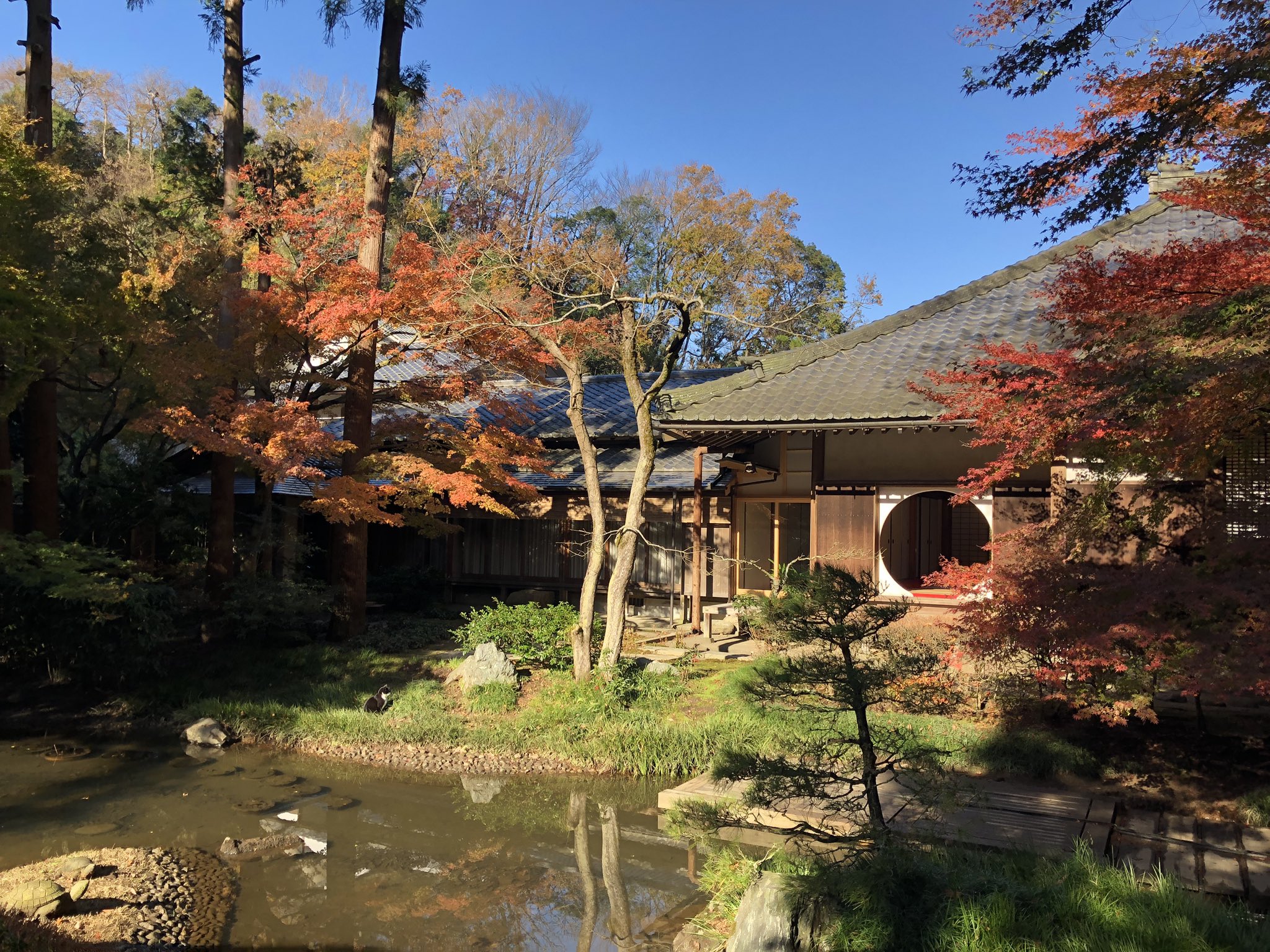 ちゃむ 明月院は紫陽花のイメージが強かったけど こんな美しい紅葉も楽しめるなんて知らなかった 丸窓の先は拝観料とは別に入園料が必要でなぬ と思ったけど お庭が本当に良く手入れされていて 大変納得しましたw T Co O9h2zy91yn Twitter