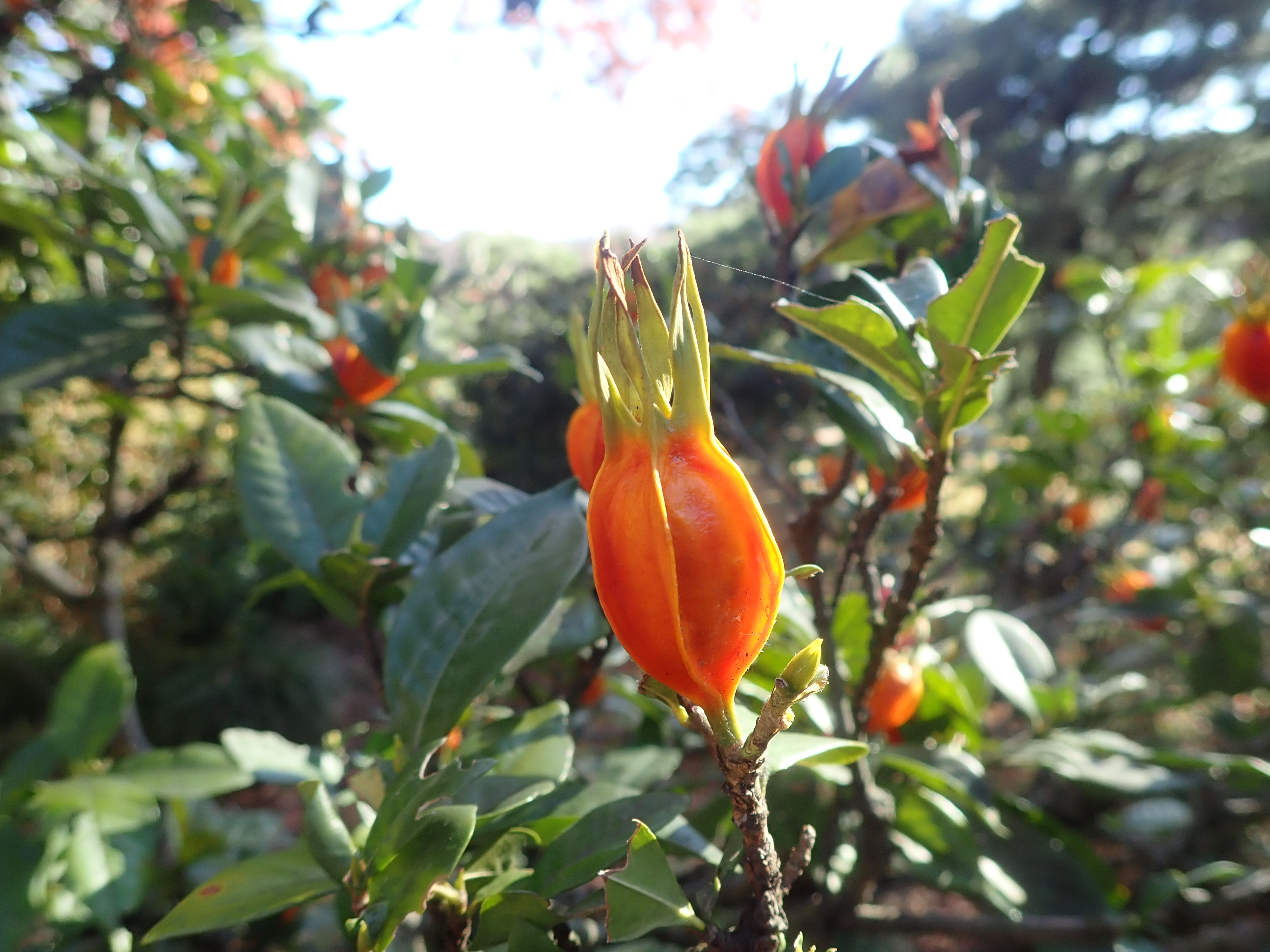 六義園 紅葉に負けじとクチナシの実が色づいています この実は熟したら割れそうな実ですが 決して口を開かないことから 口無し という和名の由来となっています この実は栗きんとんやたくあん等の黄色い着色料や漢方薬として利用されています