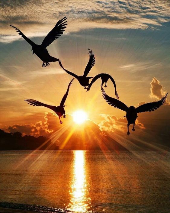 Good morning my dear friends ! 👋💙☕️
#photography #photo #PHOTOS #morning #sunrise