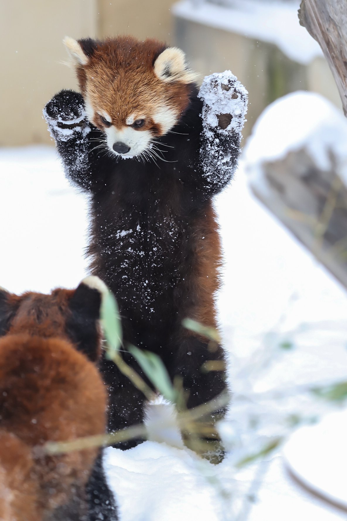 Yoshi レッサーパンダ雪まつりなのだ レッサーパンダ 旭山動物園 動物写真 T Co Flm8ndlk0i Twitter