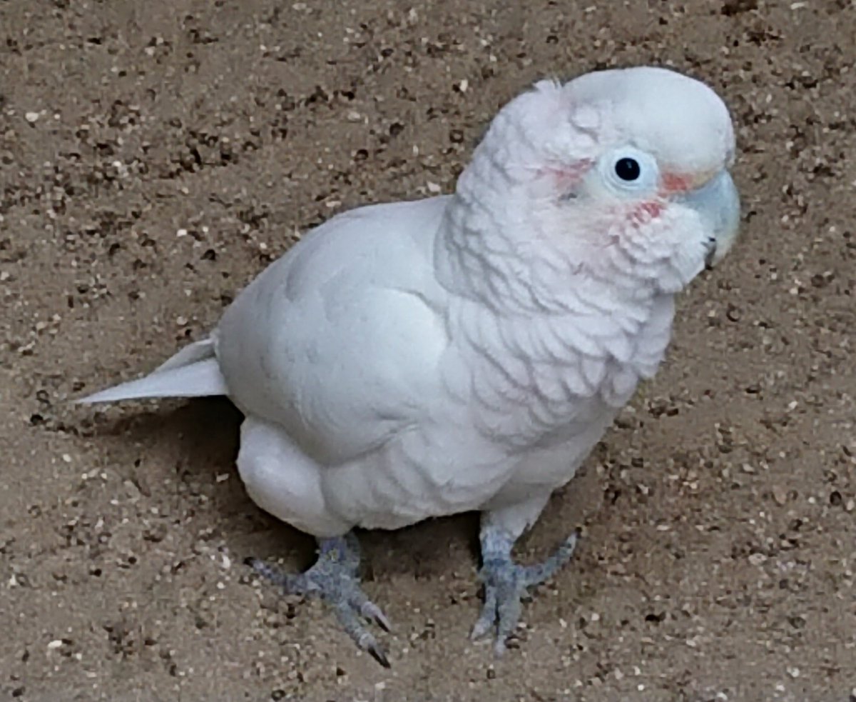 シロビタイムジオウム