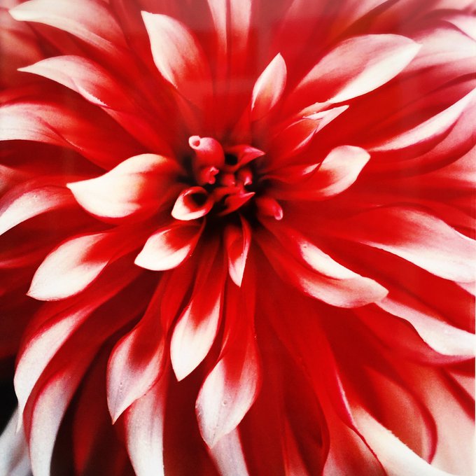 ポートレー 高画質 のtwitterイラスト検索結果