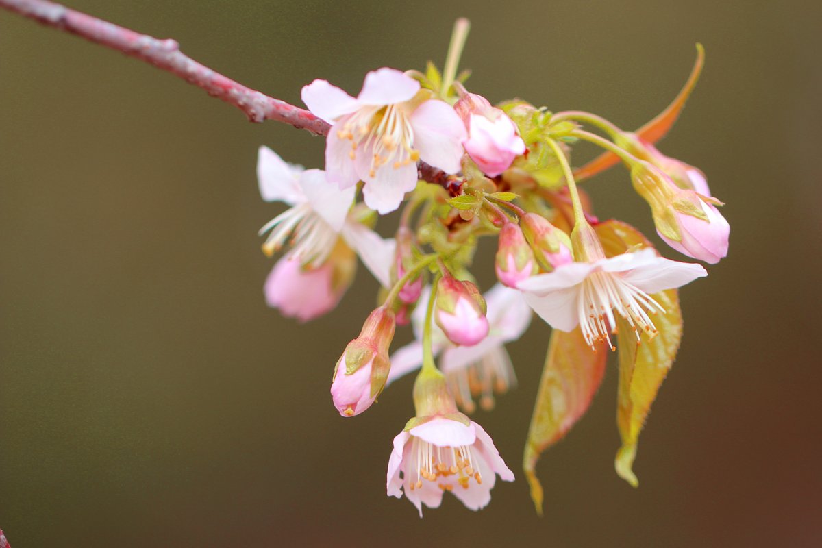 長居植物園 冬の 桜 ヒマラヤザクラ が咲き始めました ネパールやチベットなどのヒマラヤ地方の高山地帯に分布する サクラ です 冬に咲く珍しいサクラで 長く突き出た雄蕊が特徴的です 二酸化炭素などの温室効果ガスの吸収能力の高さが注目され
