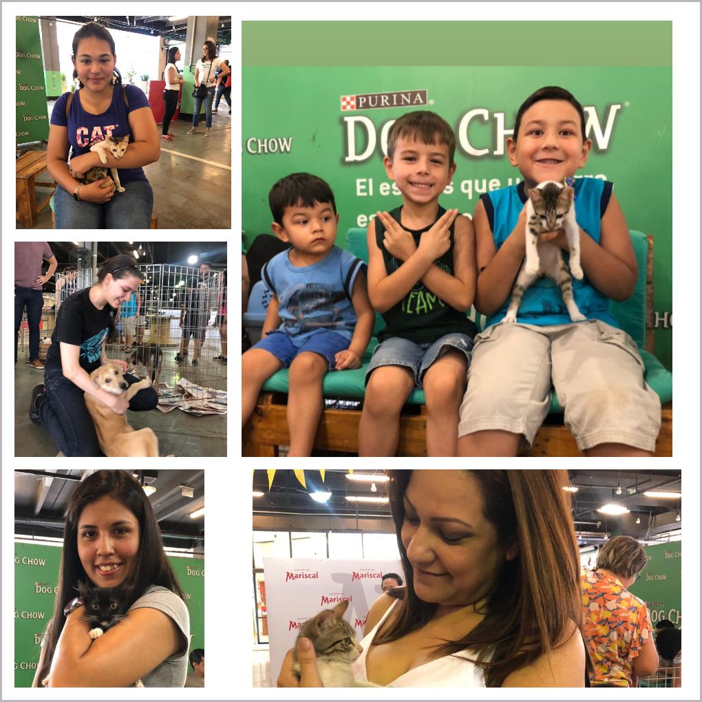 AdoptamePy's tweet image. Gracias @shoppingmariscal, @catchowpy, @dogchowpy y a todos los que apoyaron difundiendo el evento.  Gracias por darnos una mano para que  10 mascotas tengan hoy una familia.💖🐱🐶👏👏👏