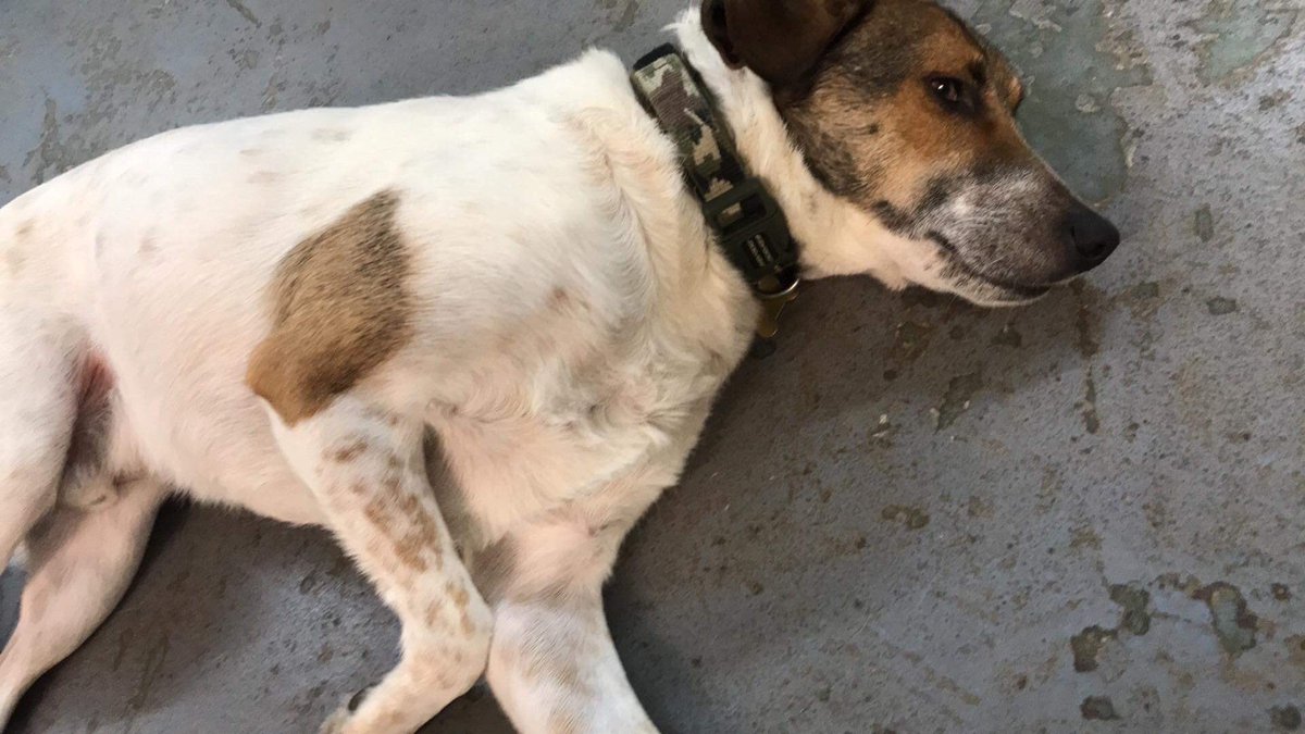 carole noble (@27reasonstorock) on Twitter photo Can we have a huge Sunday retweet off for the lovely lad Max he doesnβt want another #Christmas in rescue please help find him a family <a href="/OakwoodRescue/">Oakwood Dog Rescue</a> #Hull #Yorkshire #SundayMotivation #Adopt #AdoptDontShop #dogsofinstagram #dogsoftwitter #TeamZay #NorthEast #Lincolnshire #dogs Can we have a huge Sunday retweet off for the lovely lad Max he doesnβt want another #Christmas in rescue please help find him a family <a href="/OakwoodRescue/">Oakwood Dog Rescue</a> #Hull #Yorkshire #SundayMotivation #Adopt #AdoptDontShop #dogsofinstagram #dogsoftwitter #TeamZay #NorthEast #Lincolnshire #dogs