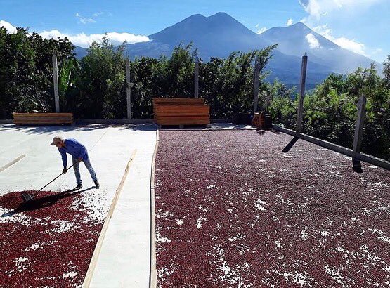 senderocoffee's tweet photo. #specialtycoffee from Guatemala, harvest season has kicked off. #sustainable #coffee #coffeeshop #coffeepods https://t.co/DjzkeedZKU