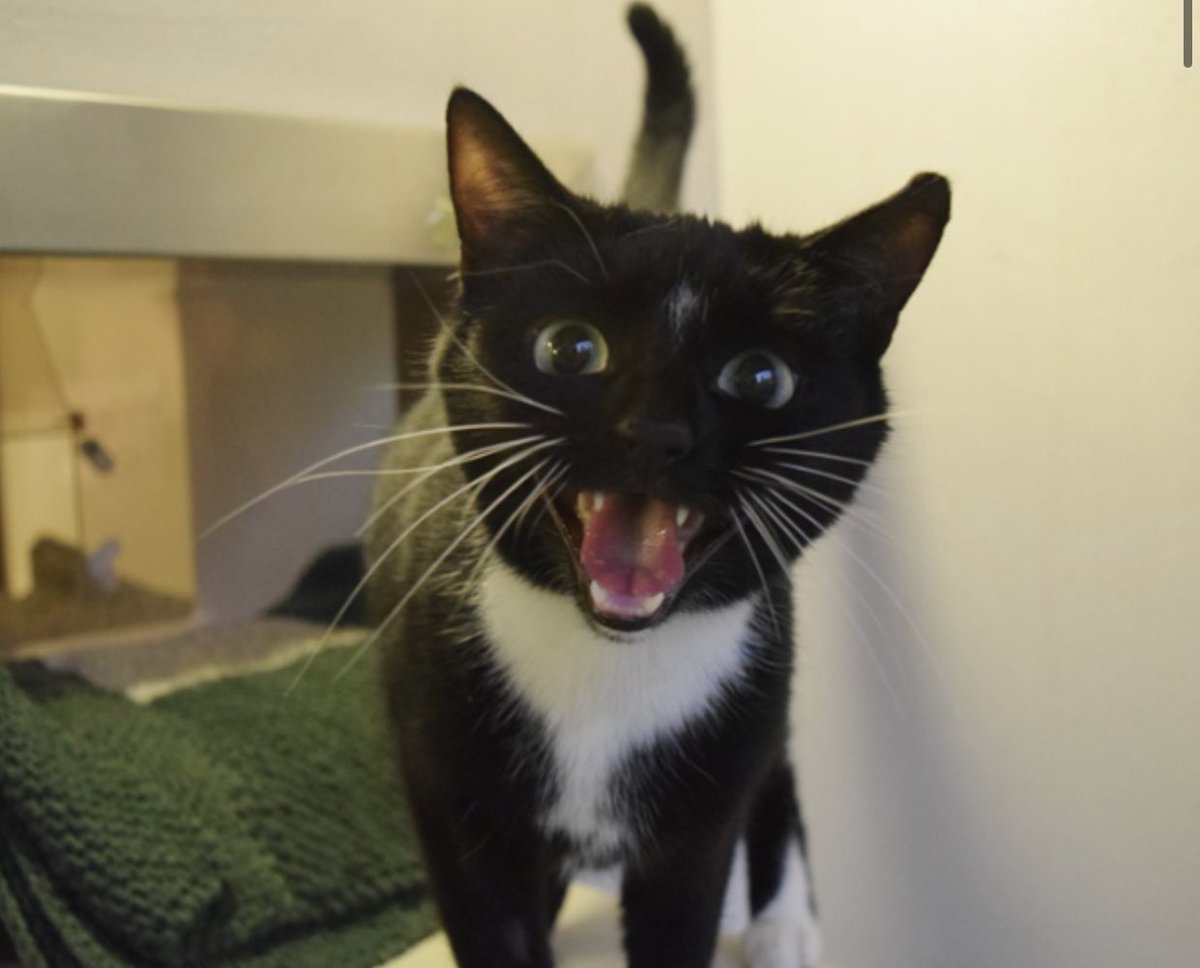 Huge fan of this battersea cat who is YELLING in every single photo of her