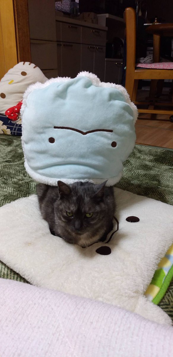 Konbu3316's tweet photo. 何かがおかしい https://t.co/fsUwwLdpkX