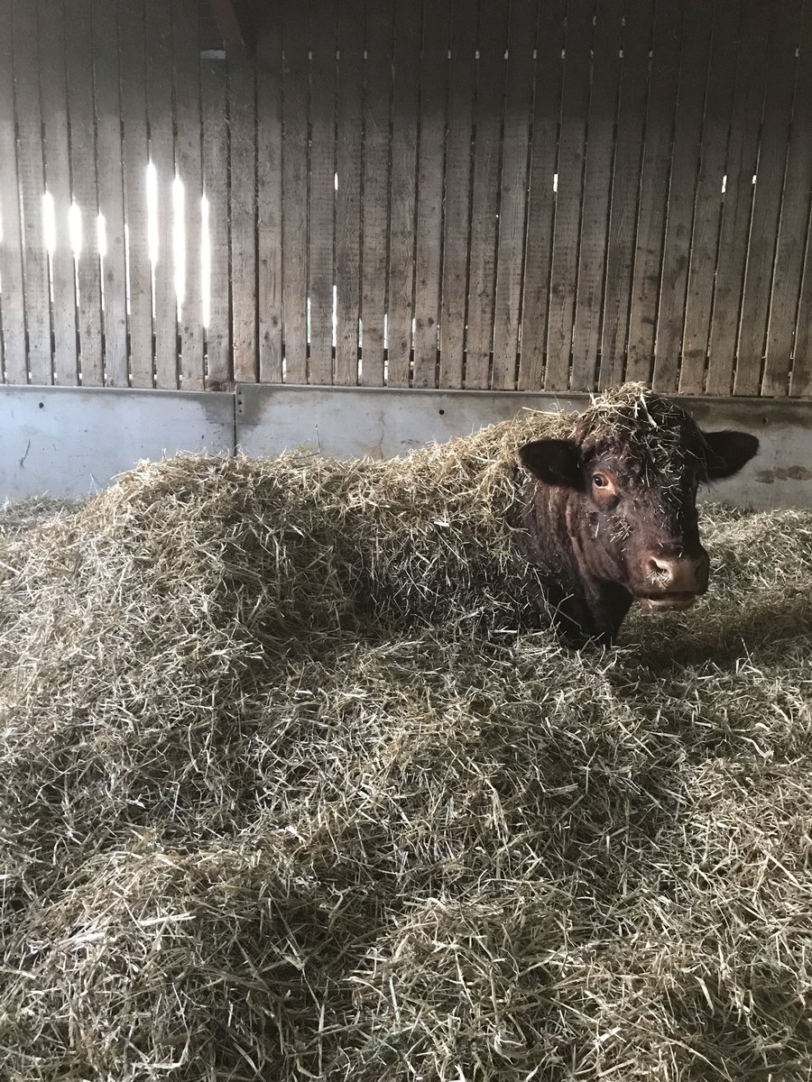 rugbyfarmer8's tweet photo. That Sunday morning, stay in bed, feeling from Gus our Beef Shorthorn Bull #duvetday #deeplitter https://t.co/xalbhG8N1f
