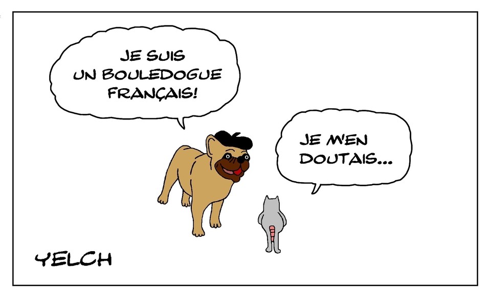 Scarica Gratis Images Bouledogues Hashtag On Twitter dernière par