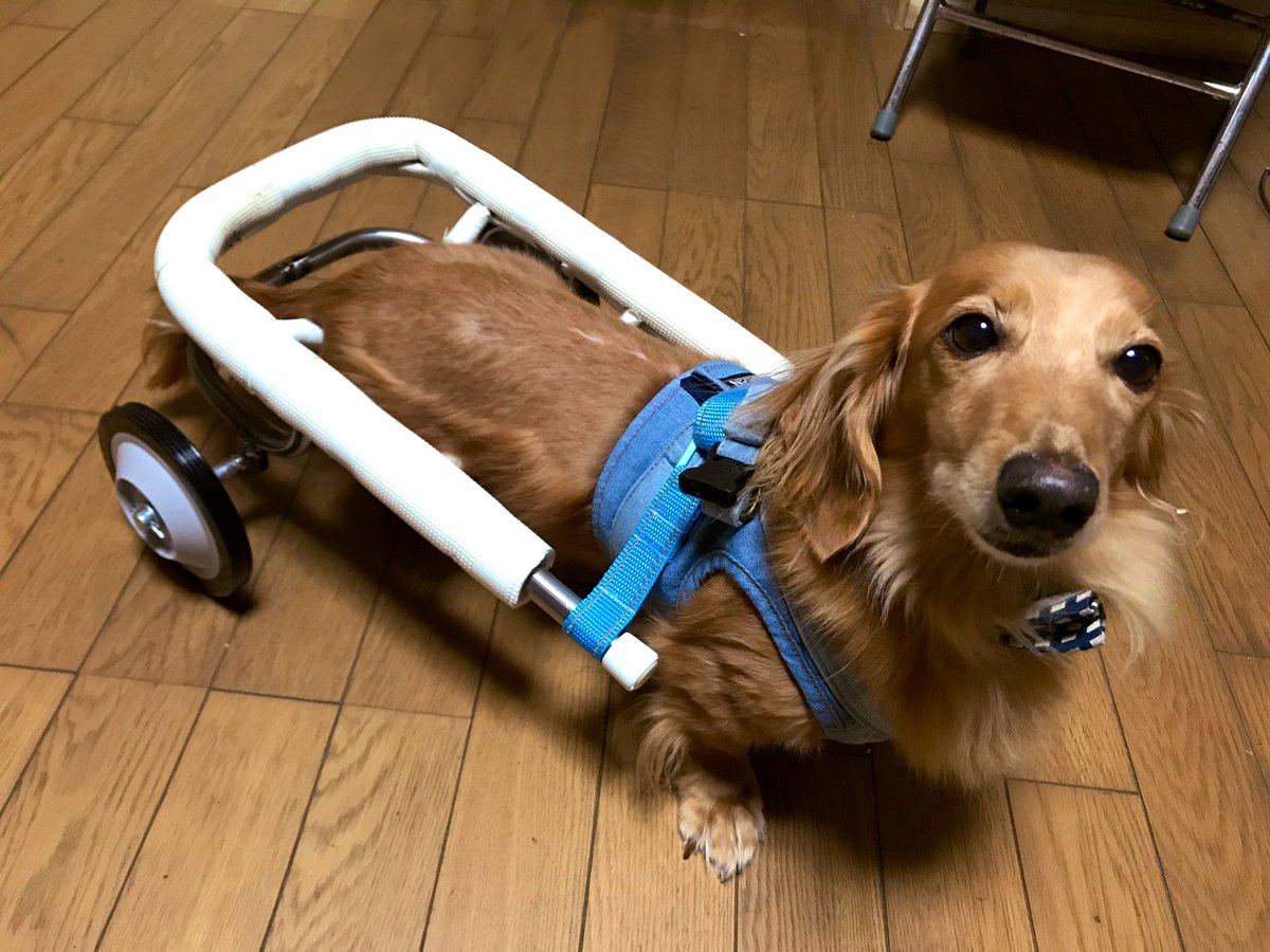 手作り犬用車椅子