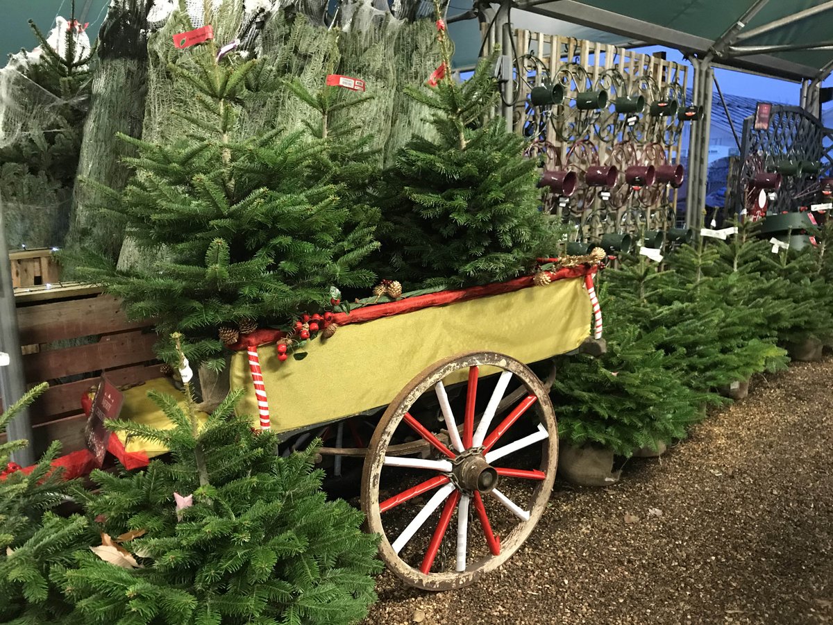 Pop down today to see our wonderful range of Christmas trees. We have Nordmann fir, Fraser for and Norway spruce.