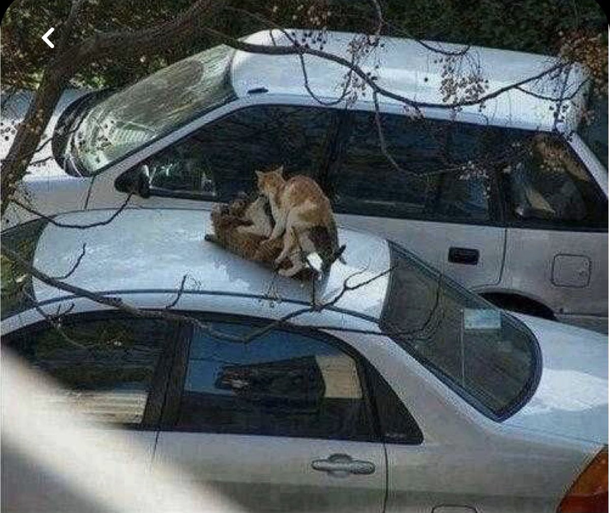 Me: I’m gonna be late today 

Boss: why? 

Me: there’s a cat orgy on my car roof &amp; it’s in full swing. ... 

Boss: can’t you break it up ??

Me: hmm seems so unfair .... probably been weeks organising it tbh 

Boss: true, get in when you can ...