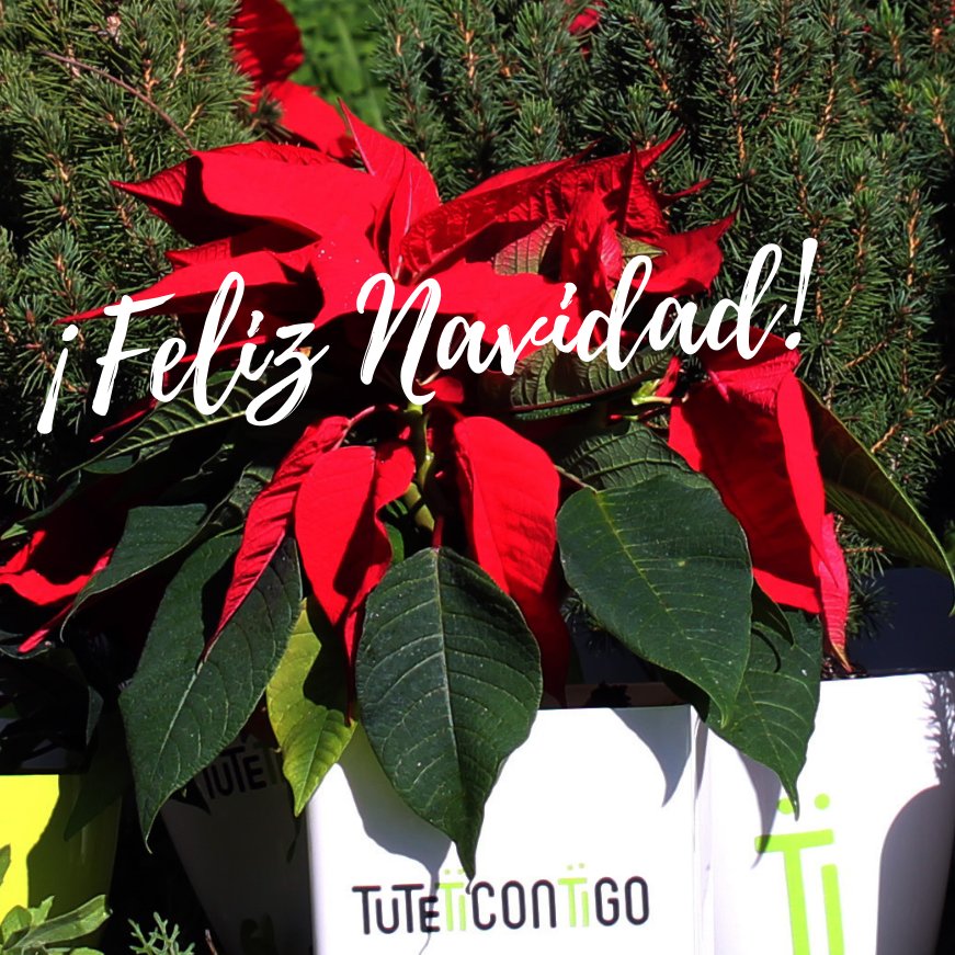 TutetiContigo's tweet photo. ¡#FelizDomingo de la #InmaculadaConcepcion 🎄🎅 https://t.co/ZwY8UZcheR