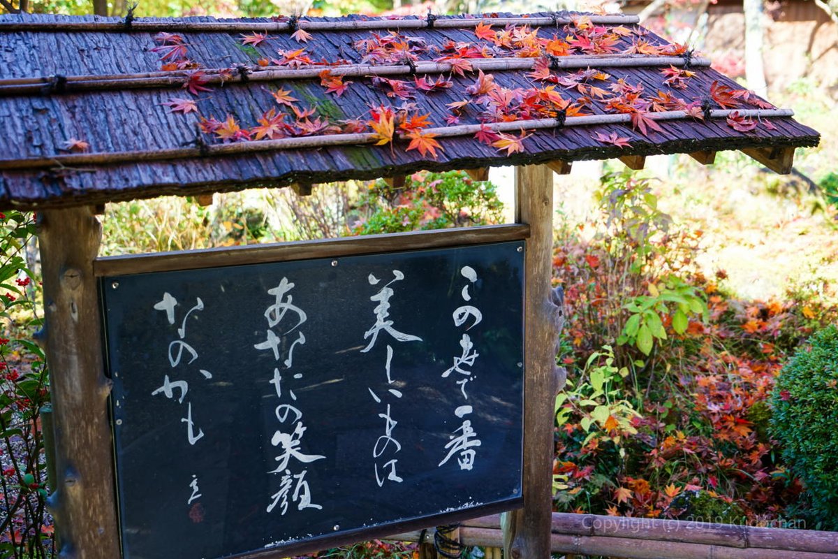 散り紅葉 Twitter Search