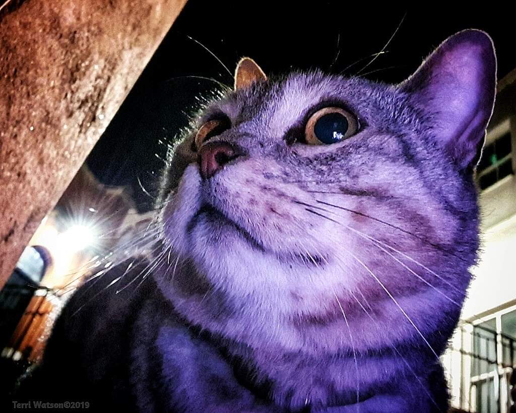 DEXTER tweet media