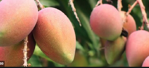 Tendaijoe's tweet photo. #KnowYourSA Limpopo province produces about 75% of South Africa's mangoes, 65% of its papayas, 36% of its tea, 25% of its citrus, bananas, and litchis, 60% of its avocados, 60% of its tomatoes, 285.000 tons of potatoes, and 35% of its oranges. https://t.co/mmMcImjnLF