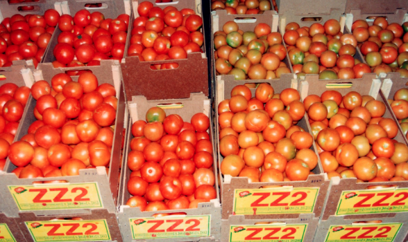 Tendaijoe's tweet photo. #KnowYourSA One of the major players in Limpopo is ZZ2 (Pty) Ltd, which is the largest privately owned producer of tomatoes in the world and supplies 40% of South Africaโs tomatoes. #Limpopo https://t.co/dC4ebqqoXo