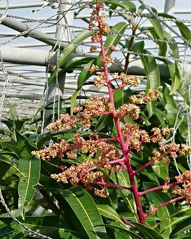 マンゴー Sns 沖縄 熱帯果樹 マンゴー製作所 Smg メルカリ ラクマ ヤフオク Ver マンゴーの花も咲き始めました マンゴー 花 View On Instagram T Co 4n4rmnuw47 T Co 9cis4evxg1 マンゴー Sns 沖縄 熱帯果樹 マンゴー製作所 Smg メルカリ ラクマ ヤフオク Ver マンゴーの花も咲き始めました マンゴー 花 View On Instagram T Co 4n4rmnuw47 T Co 9cis4evxg1