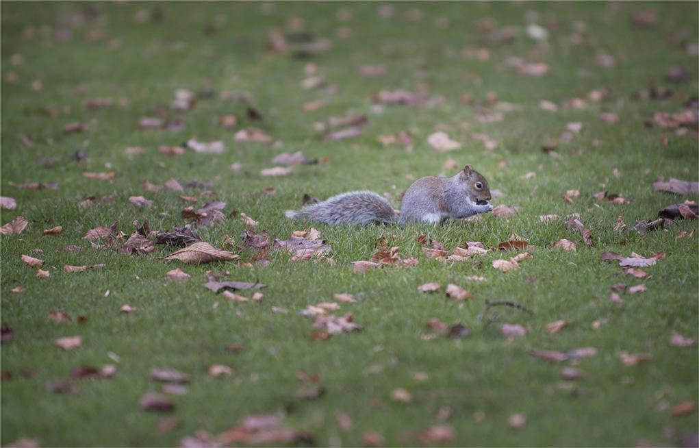 image_i_nation's tweet image. A cute little squirrel going about his business on the gardens at @wentbridgehouse as I arrived for Melissa &amp;amp; James Wedding yesterday #squirrel #wentbridgehouse #xmas