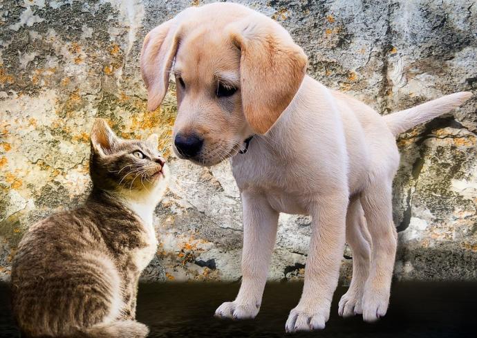 Almanimalcom's tweet photo. Nuestros compañeros perfectos nunca tienen menos de cuatro patas #animal #animales #perros #gatos #cats #dogs #dog #cat #almanimal https://t.co/VsjAVigfn2