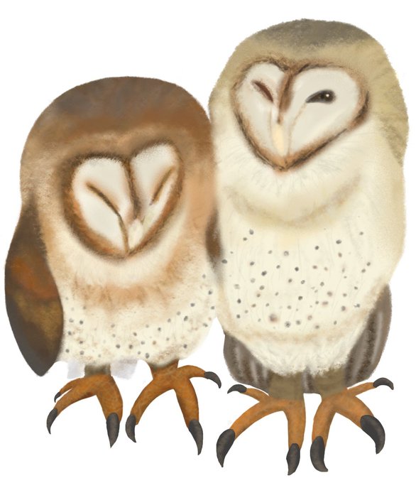 メンフクロウのtwitterイラスト検索結果