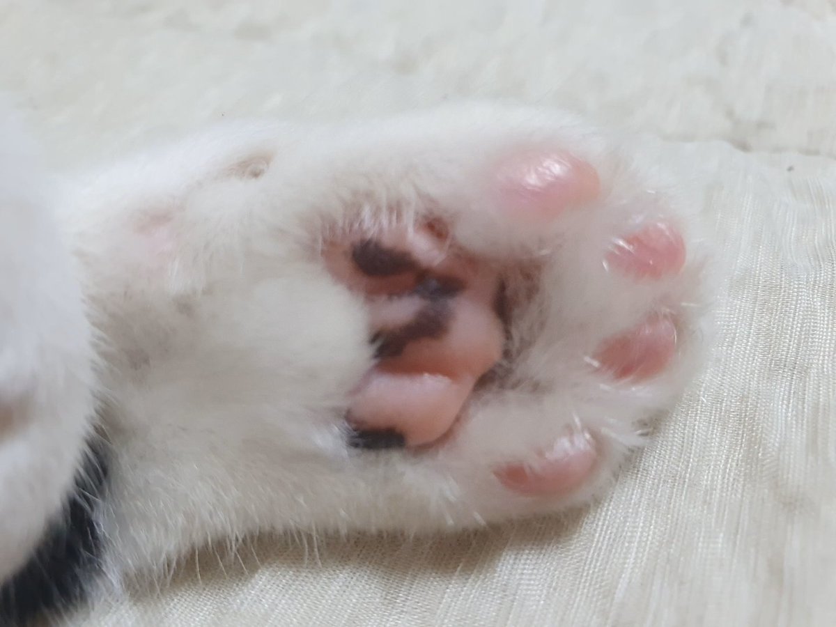 chopsarixx's tweet photo. #고양이_발바닥_자랑_축제 https://t.co/Kf2rkH5bWK