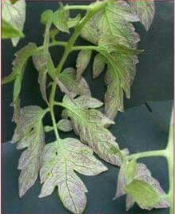 дефицит фосфора у томатов. фосфорное голодание рассады. дефицит фосфора в листьях. прожилки на листьях томатов. не хватает фосфора.