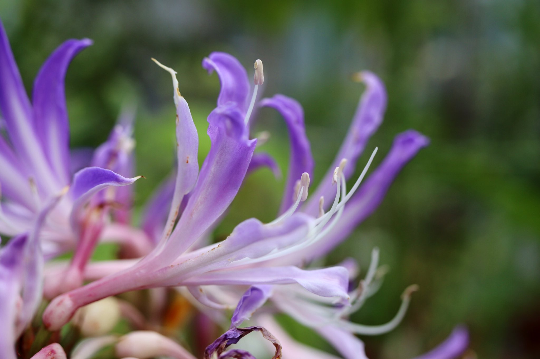えり いつもありがとう 青い彼岸花みたい 夏のリコリスでも秋のネリネでもなく こちらの青紫さんのお名前は グリフィニア ヒアシンシナ ブラジル原産固有種の球根植物 海をこえてやって来た宝物 Amaryllidaceae ヒガンバナ科