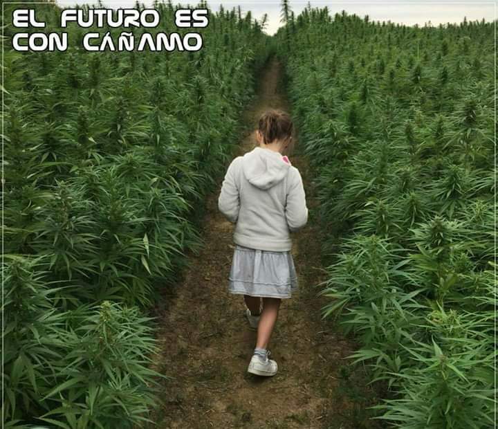 CtfoEspana's tweet photo. El Futuro es el cañamo
#cbdproductos #barcelona #cbdbarcelona #bcncbd #eliquidos #florescbd #cannabismed #cbdlove #cbdlife https://t.co/LocfKZpj8H