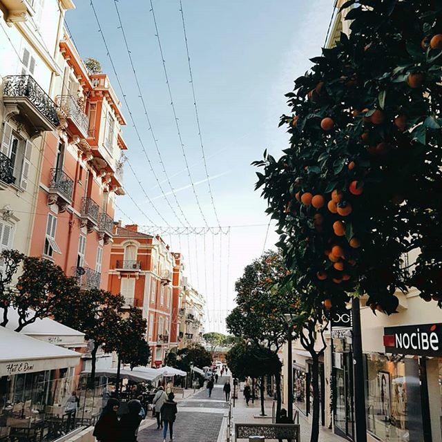 CollectivelyMe_'s tweet photo. P R E T T Y  S T R E E T S | beautiful buildings and lined with orange trees.
•
Such a pretty street.
•
It's unfortunate that not more of Monaco is like this.
•
Have you been to Monaco? What was your favourite spot?
•
•
•
•
•
#prettystreets #oran… https://t.co/7x1Mafiu2T https://t.co/0W0ekEN5jM