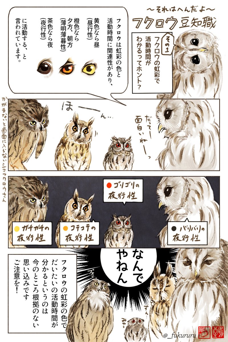 ～それはへんだよ～
フクロウ豆知識その1

フクロウの虹彩の色で
活動時間が分かるってことはないよ。
ご注意を! 