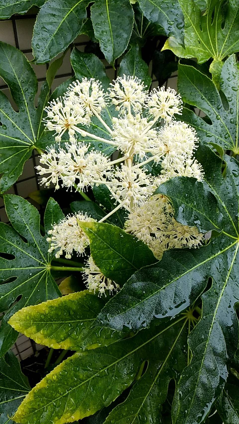 開歌 かいか ｺﾝﾊﾞﾝﾊｰヾ O ﾉ お花紹介198 ヤツデ 花言葉は健康 親しみなど 花茎を花火のように八方にひろげ球状に花を咲かせるよ 花粉を運ぶのは虫だけど 寒い時期だから独特の臭いを放って虫を呼ぶらしい 青木眞歩 T Co