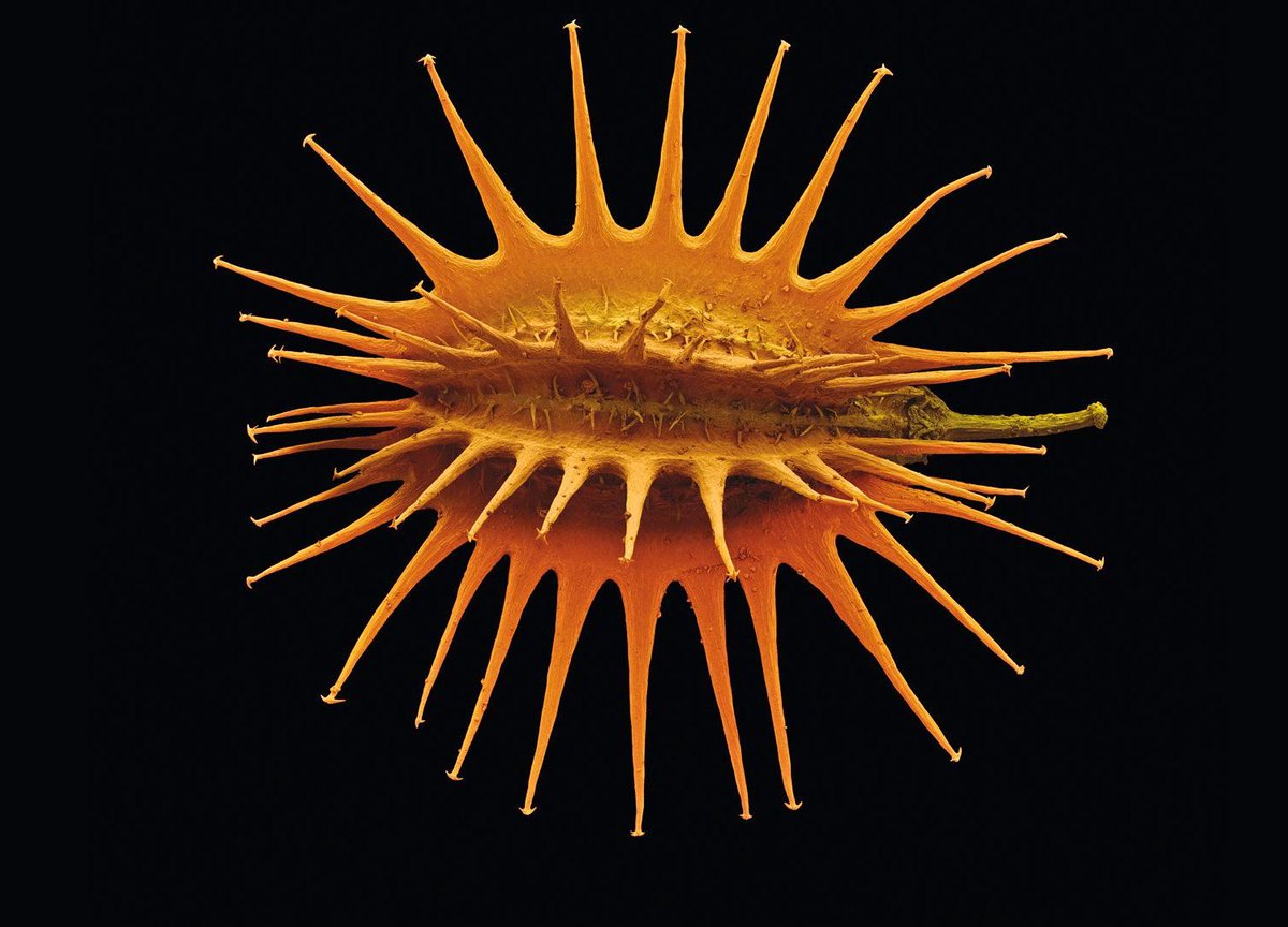 maximaxoo's tweet image. #Science #Art: colored #micrographs magnify #pollen seeds, plant cells, and leaf structures in photographs by Rob Kesseler 
► thisiscolossal.com/2019/12/rob-ke… via @Colossal